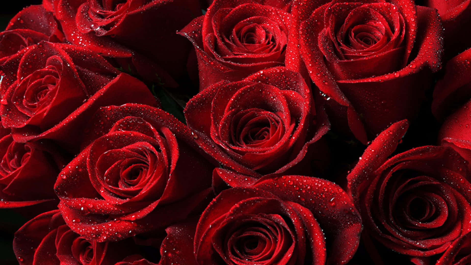 En bunke af røde roser Wallpaper