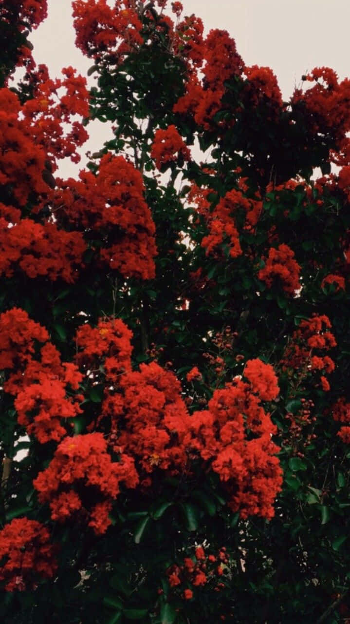 Tag et skridt tilbage og lad skønheden af ​​en rød blomst overmægtige dig. Wallpaper