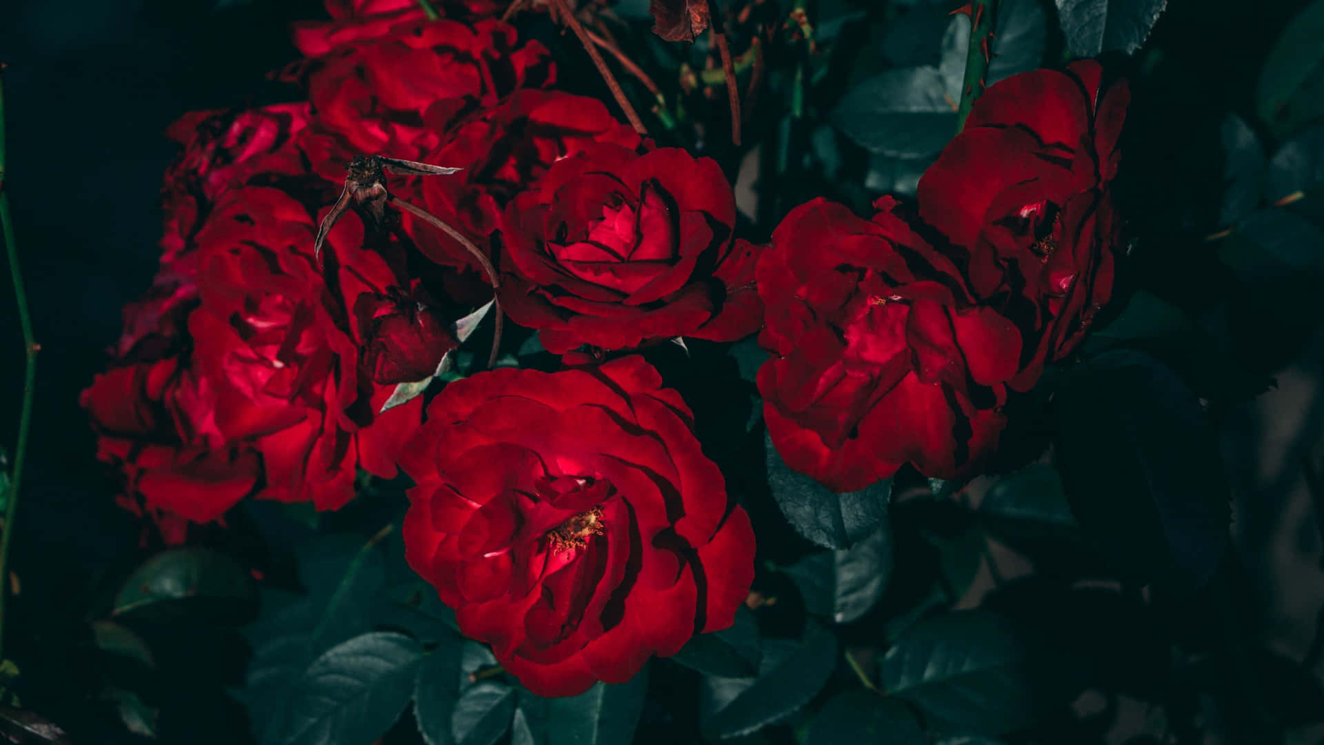 Røde roser på den mørke baggrund Wallpaper