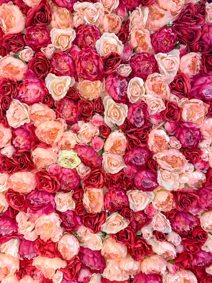 Blomstrandeskönhet Med En Livlig Röd Blom-estetik. Wallpaper