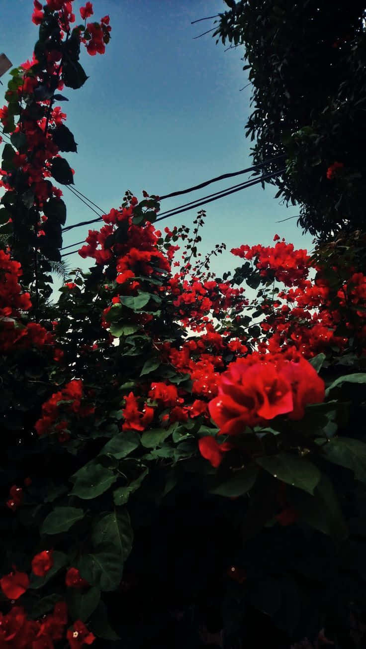 En rød blomst blomstrer i æstetisk perfektion. Wallpaper