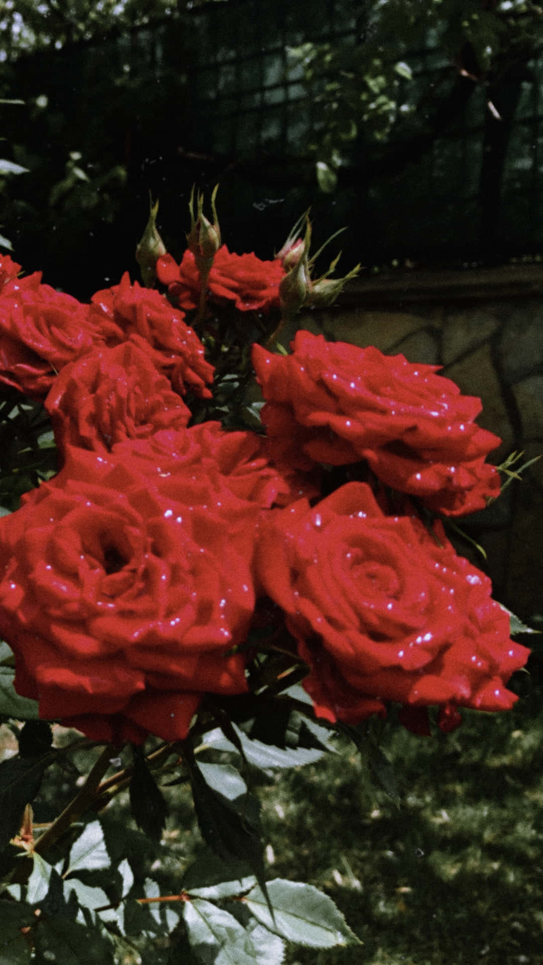 Unahermosa Flor Roja Rodeada De Hojas Verdes. Fondo de pantalla