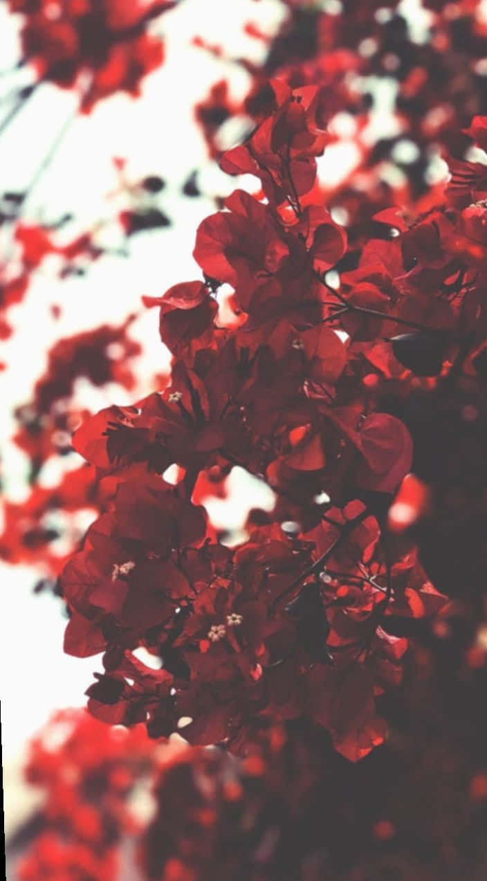 Red Flowers On A White Background Wallpaper