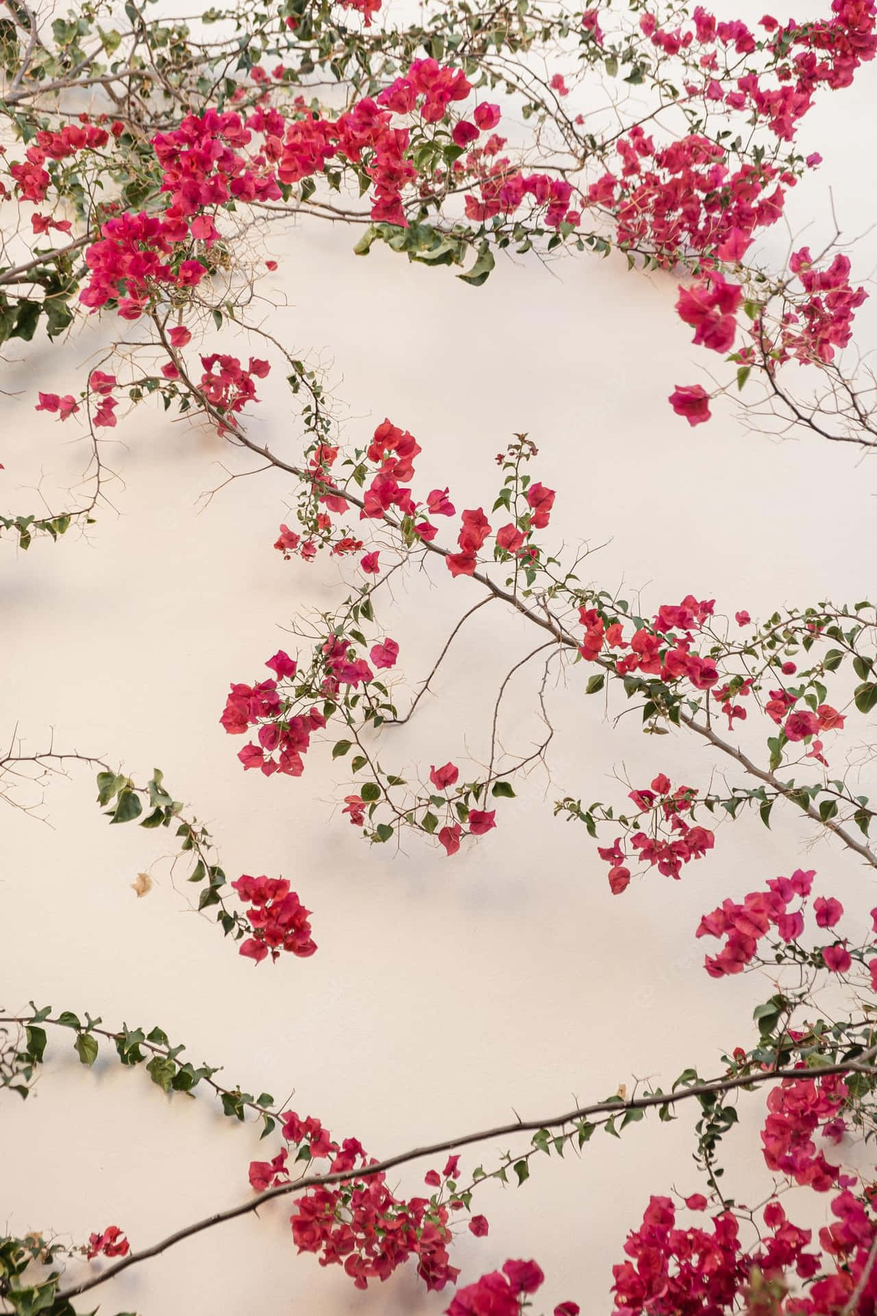 Unahermosa Flor Roja Para Una Estética Refrescante. Fondo de pantalla
