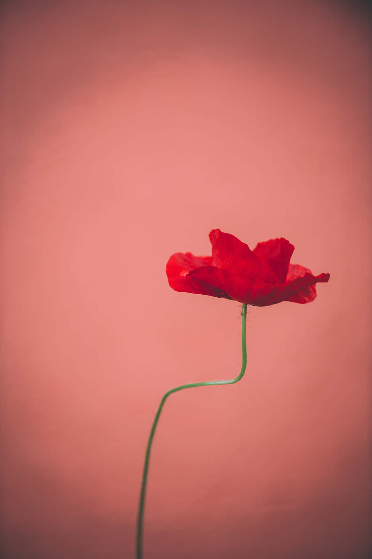 Unhermoso Ramo De Flores Rojas Vibrantes. Fondo de pantalla