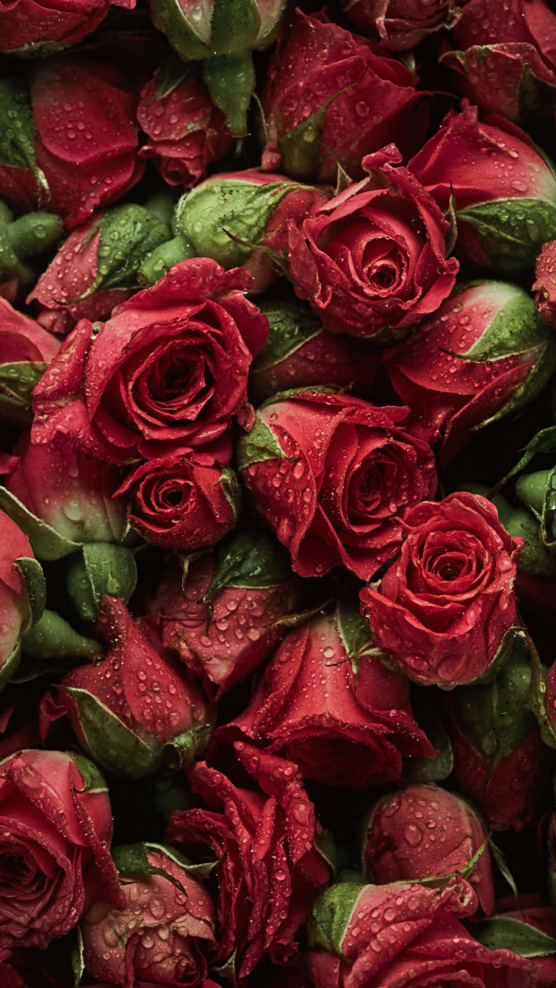 Røde roser med vanddråber Wallpaper