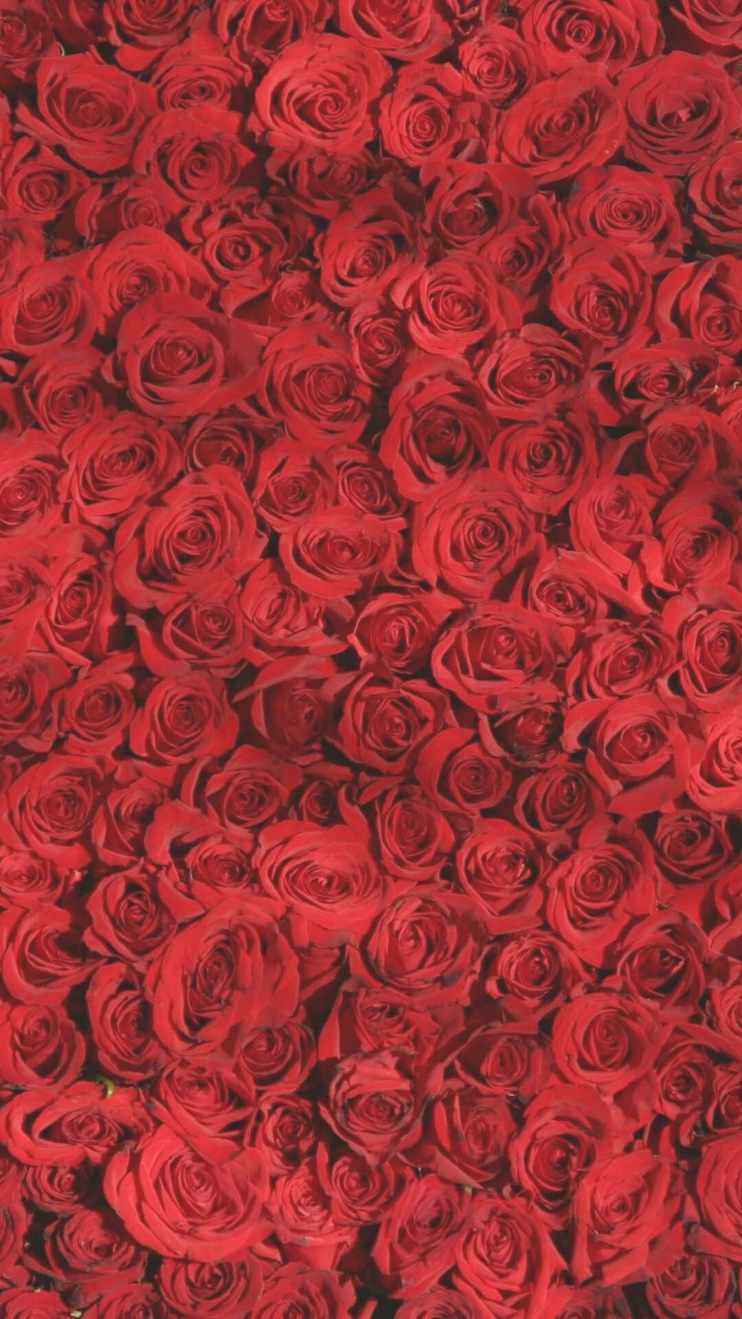 Et tæt på billedet af røde roser i en vase Wallpaper