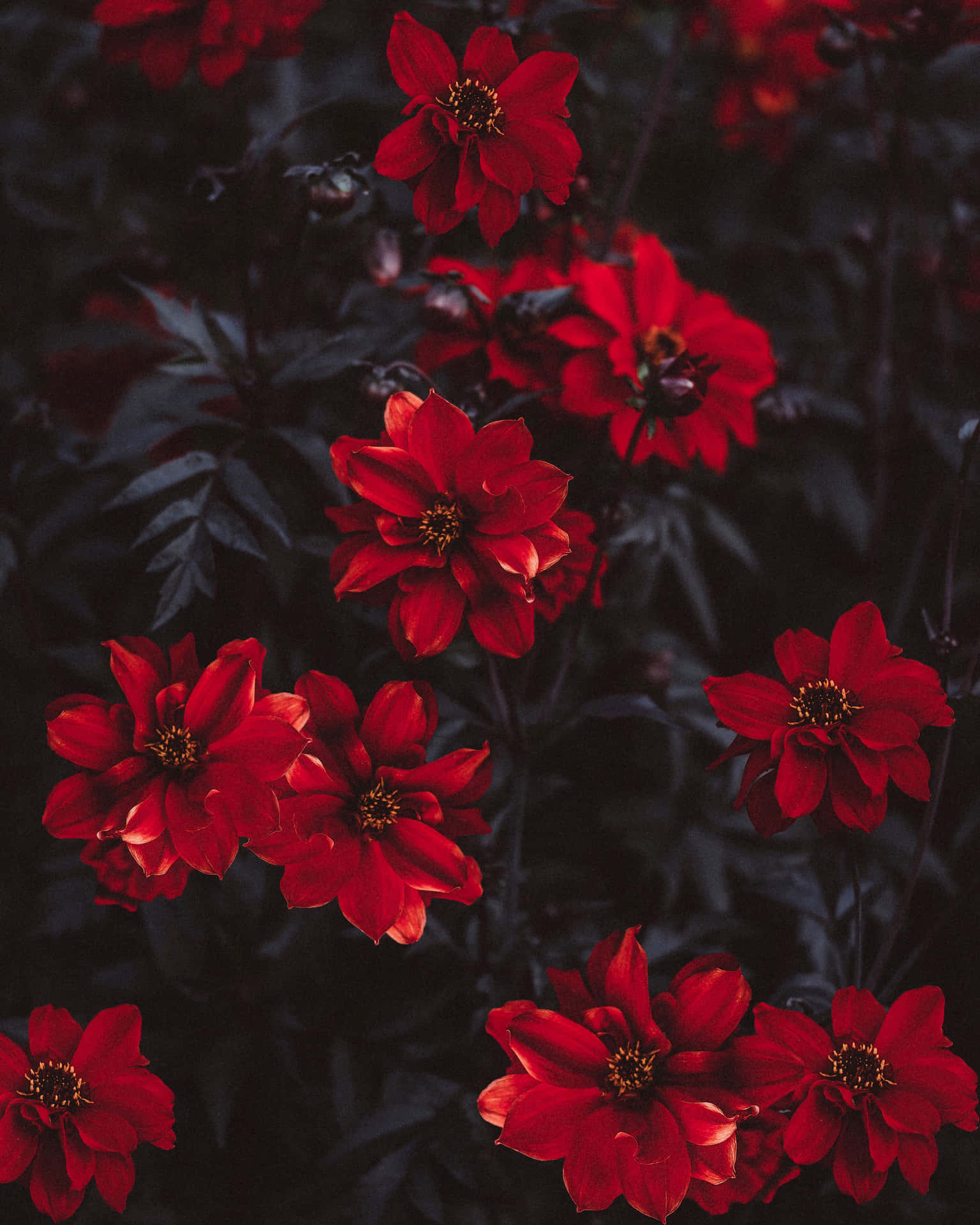 A Bunch Of Red Flowers Wallpaper