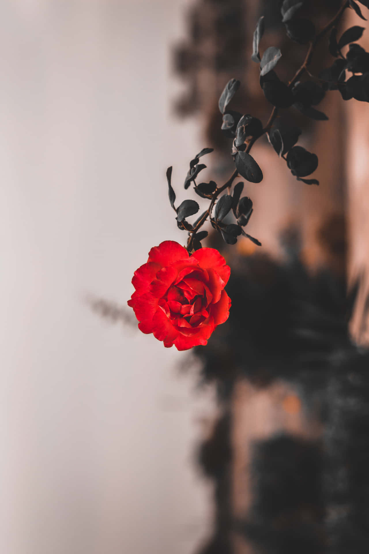En rød rose sidder på en gren Wallpaper