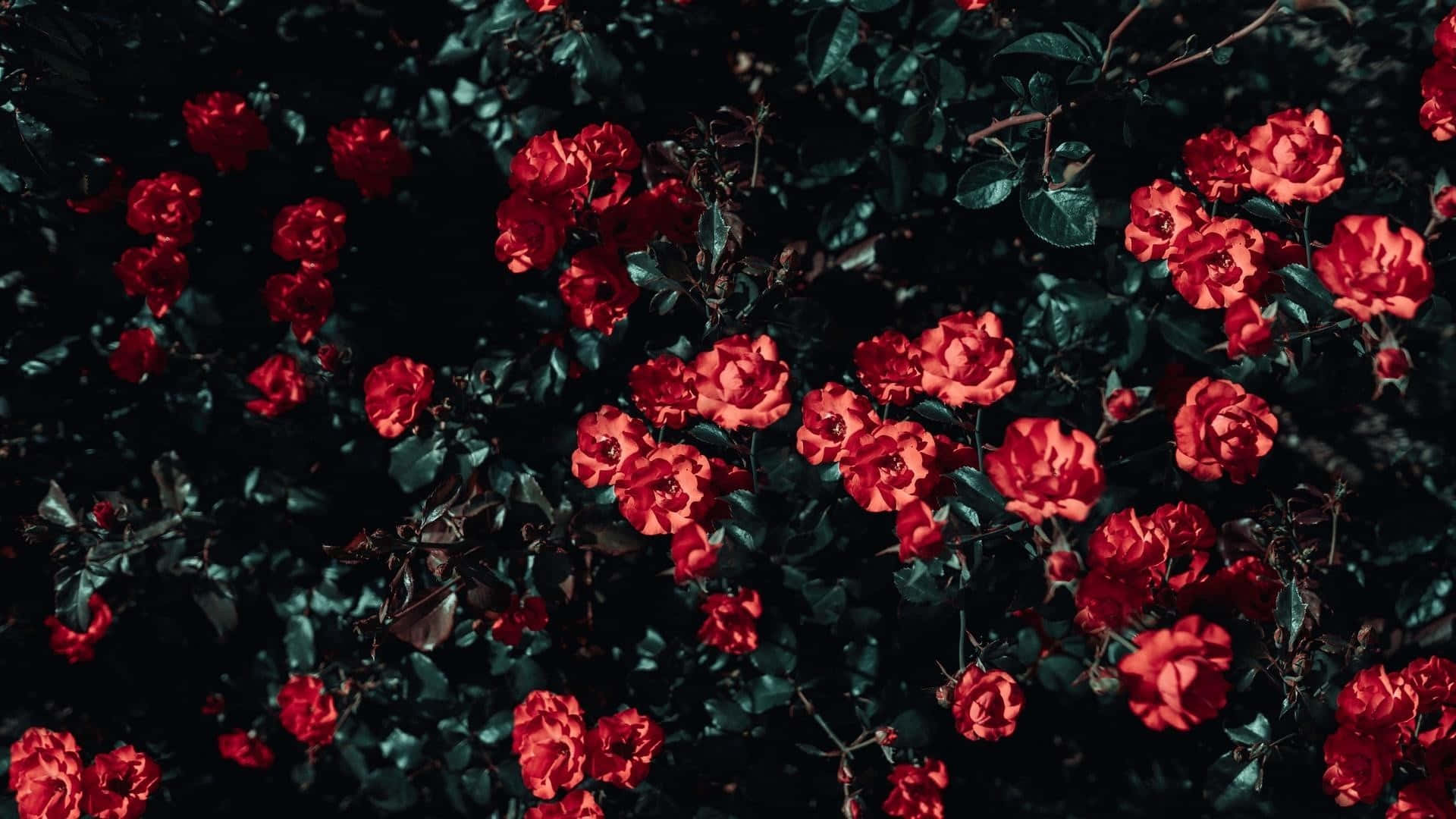 Et levende rødt blomst træder frem blandt en mark af grøn. Wallpaper