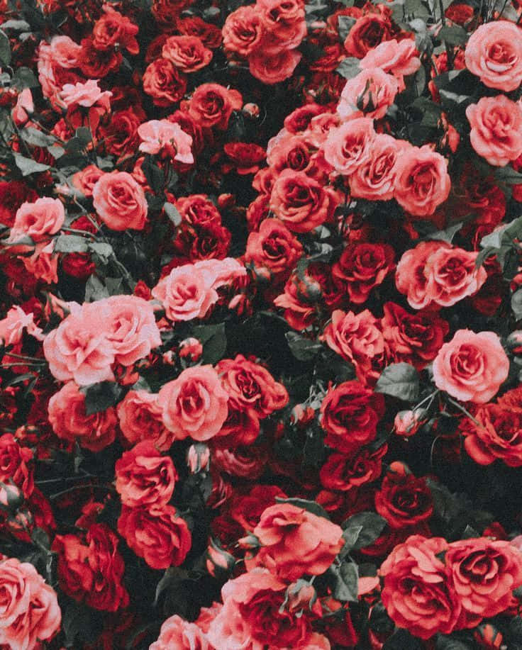 A Bunch Of Red Roses In A Field Wallpaper