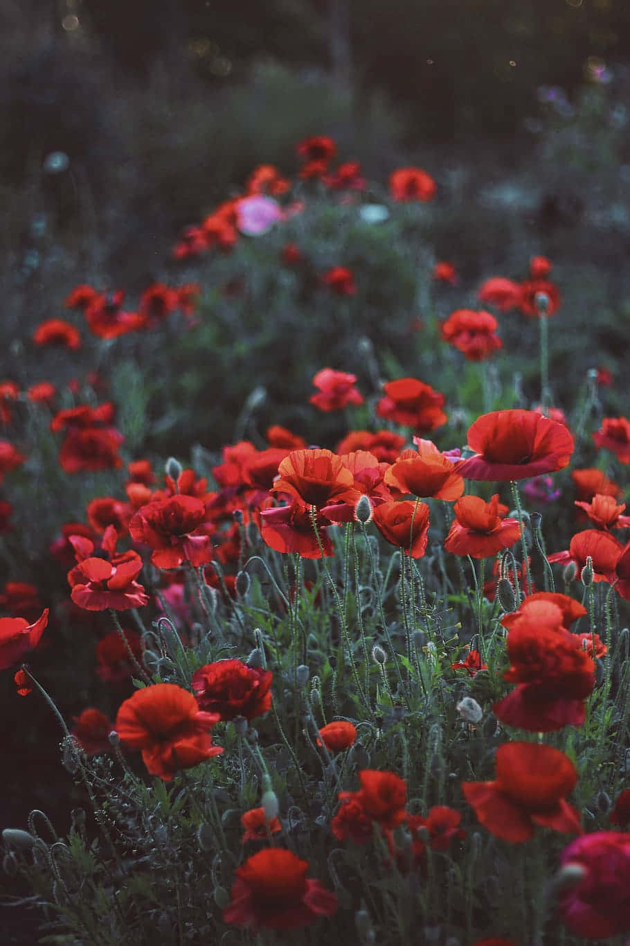 Red Poppies In The Field Wallpaper