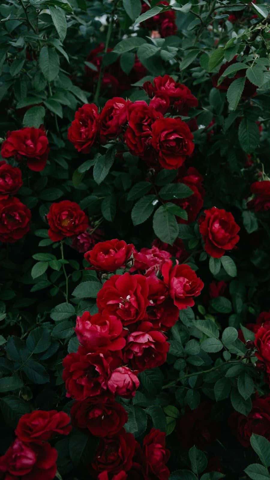 Unvibrante Estético De Flores Rojas Para Alegrar Tu Día. Fondo de pantalla