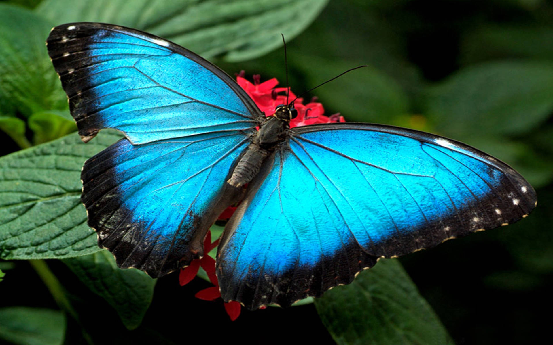 Red Flower And Blue Butterfly Wallpaper