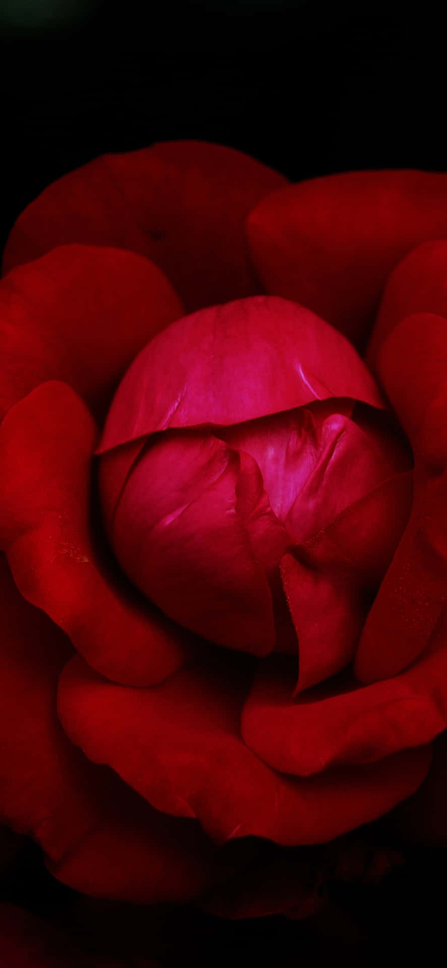 Labelleza Vibrante De Una Sola Flor Roja