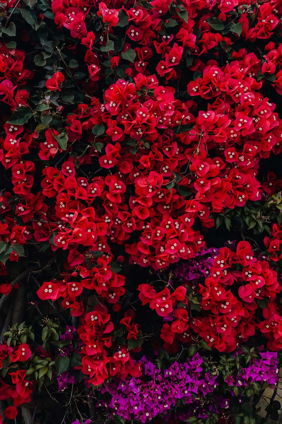 Unbel Fiore Rosso Che Cresce Selvatico.