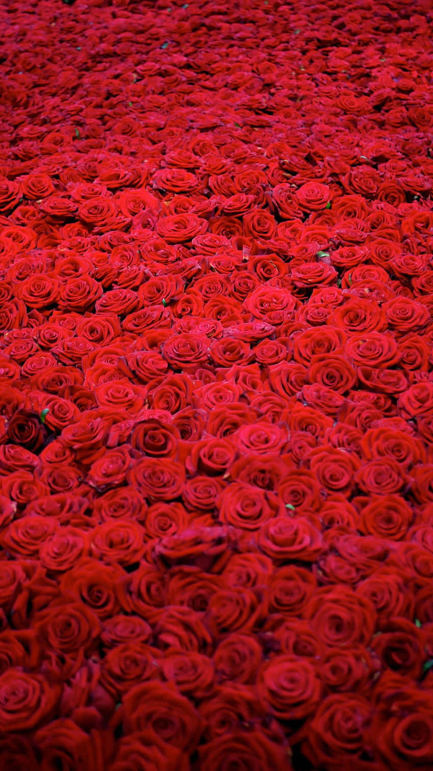 Unbellissimo Fiore Rosso Che Sboccia In Natura.