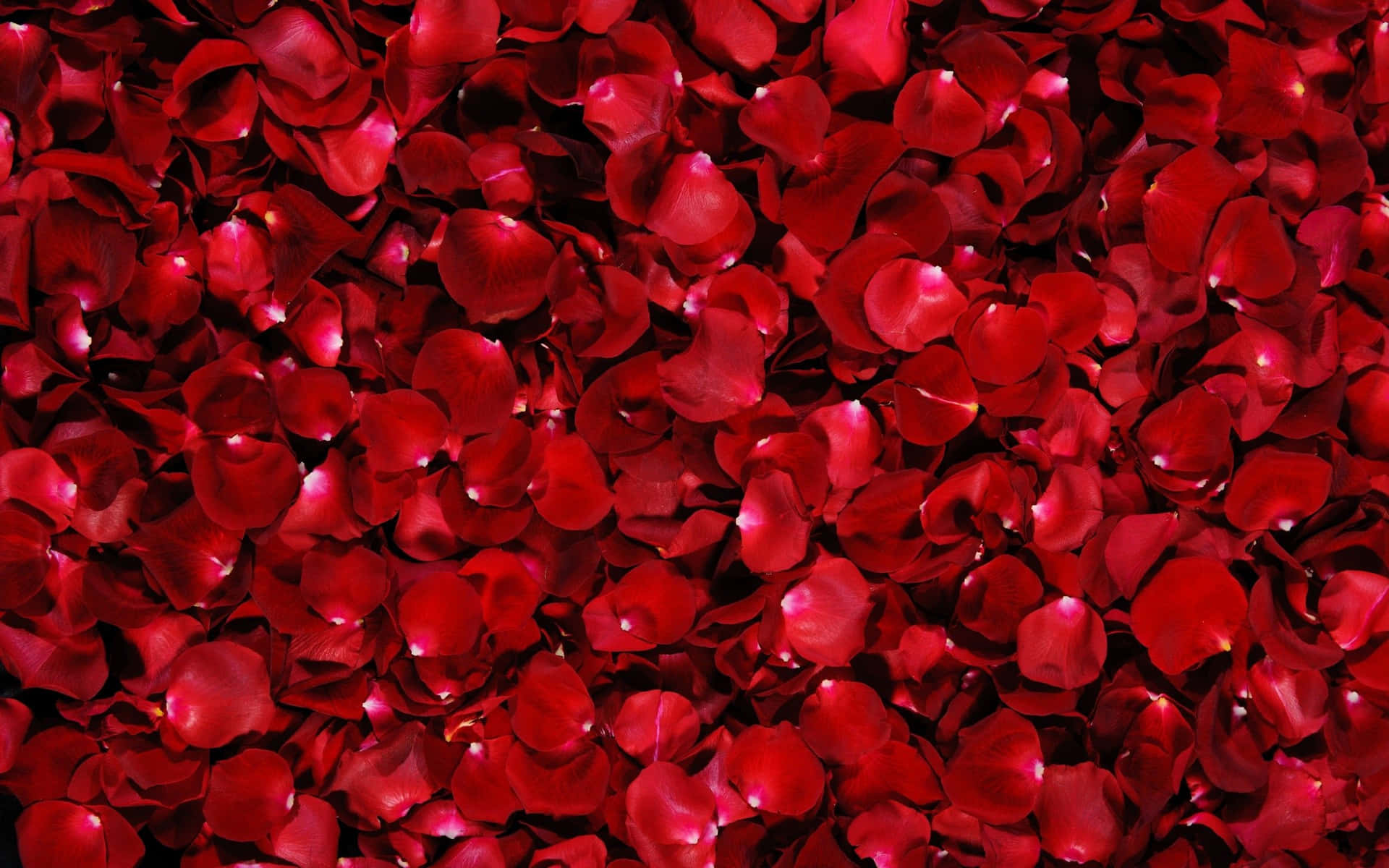 Red Rose Petals On A Background