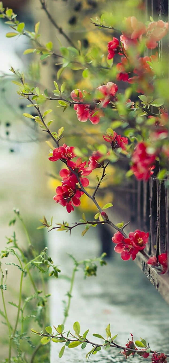 Splendidofiore Rosso In Fiore