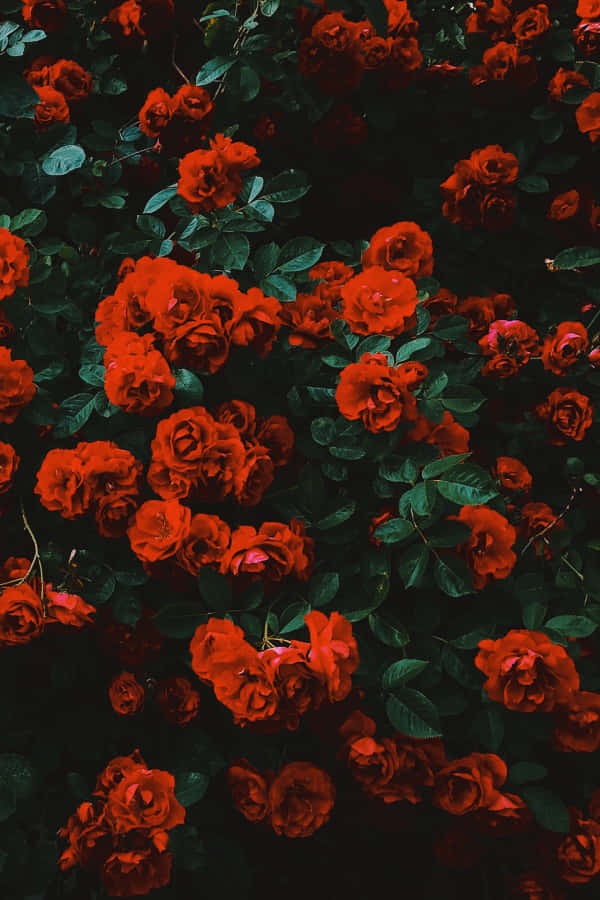 Red Roses In The Dark