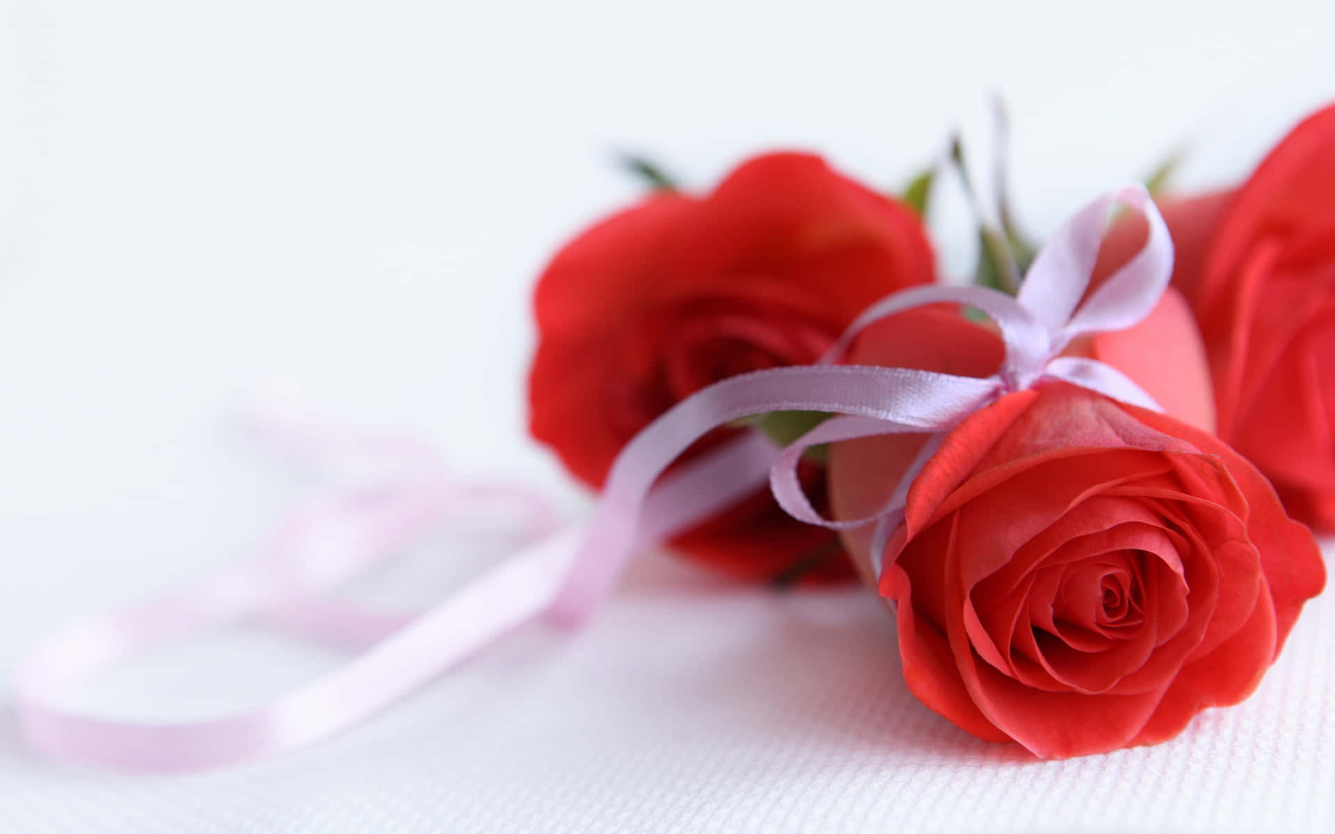 Unahermosa Y Vibrante Flor Roja Sobre Un Fondo Blanco