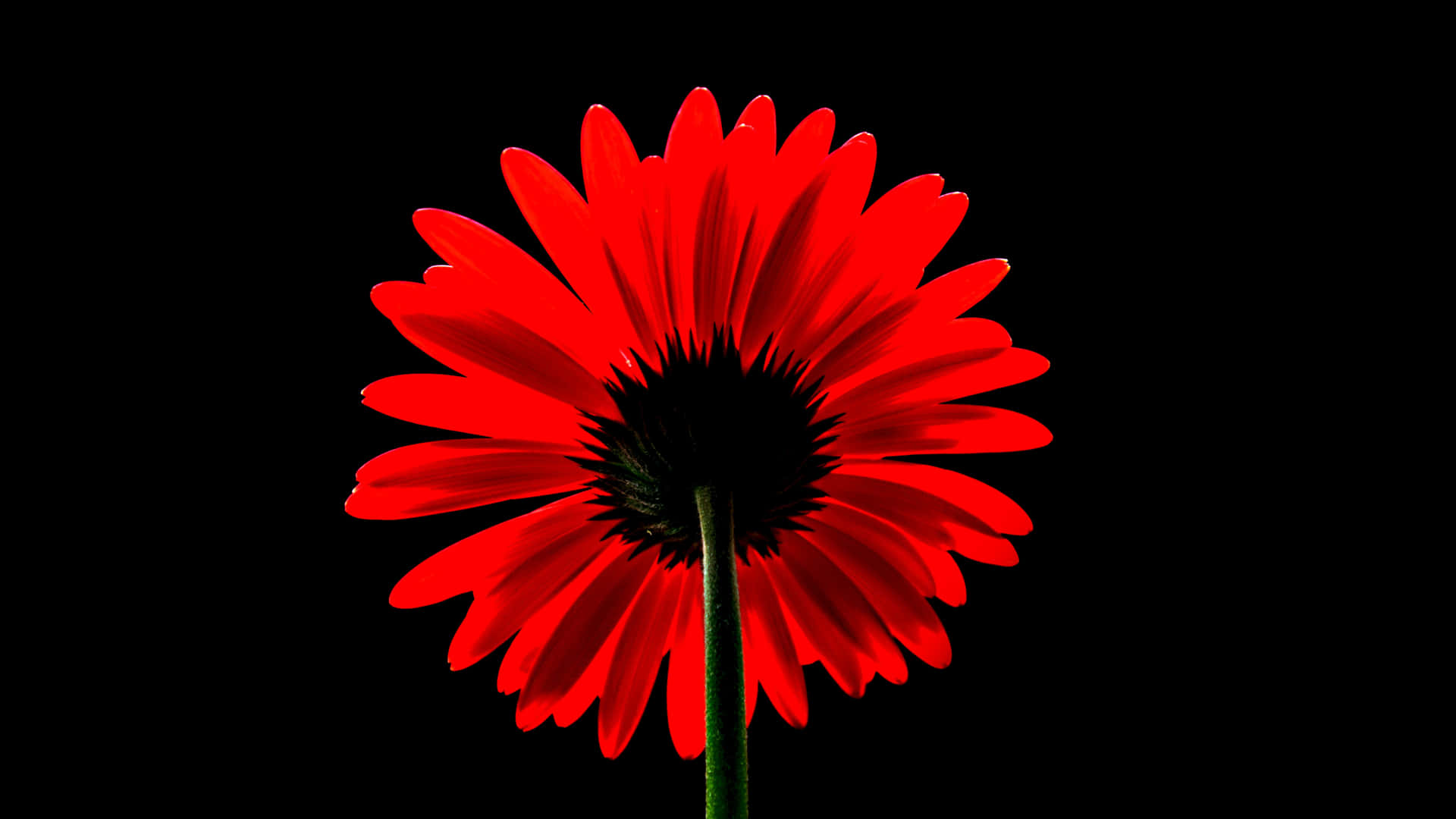 A Red Flower On A Black Background