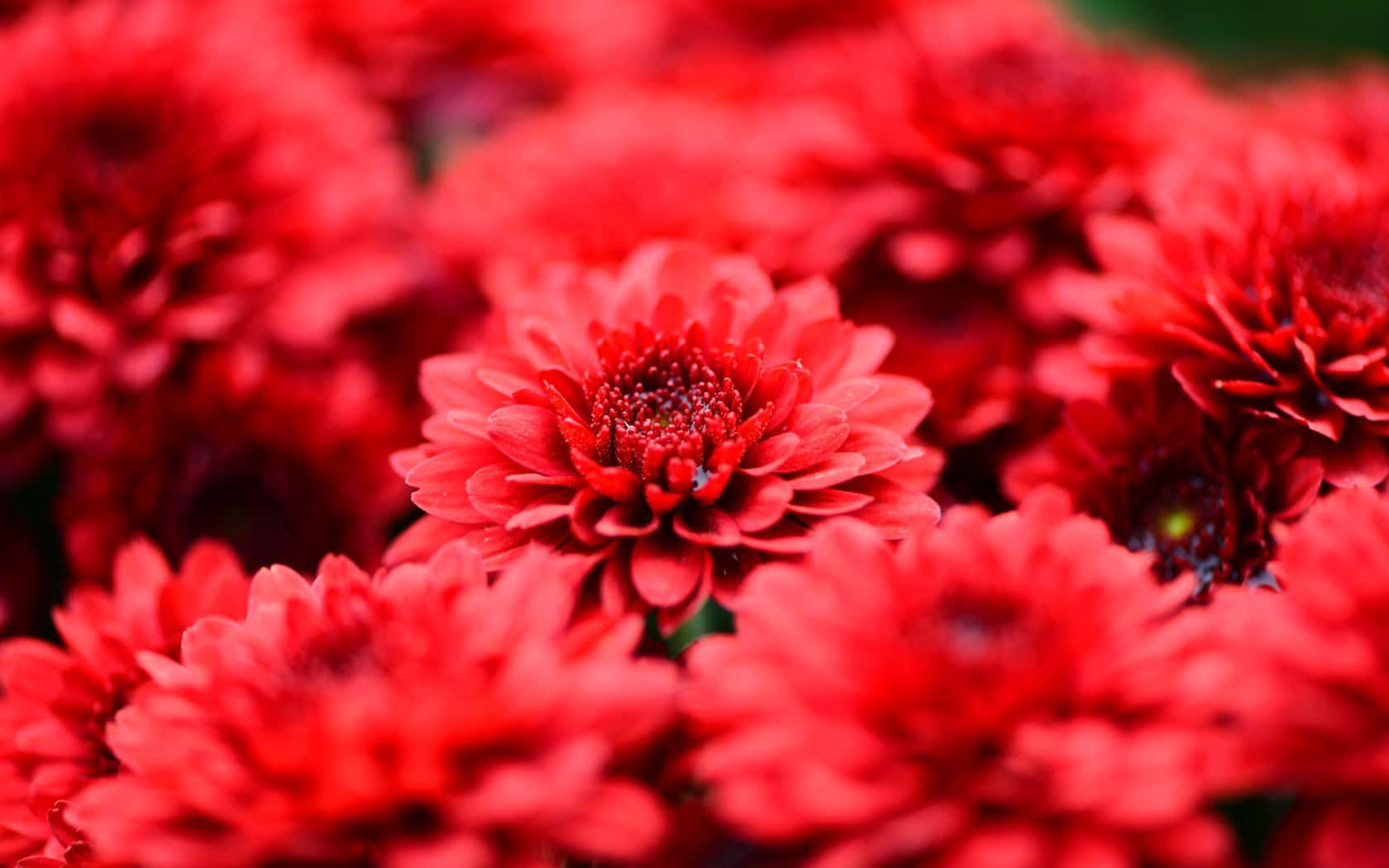 Red Flowers In A Garden