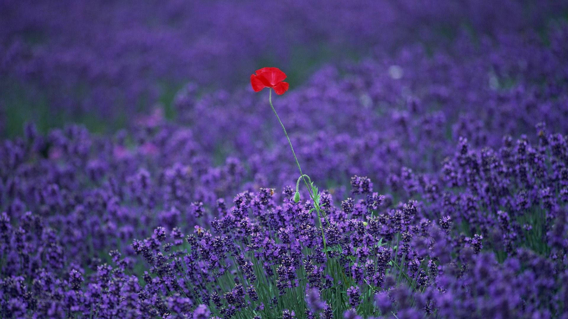 A Field of Red Flowers in a Lavender Field Wallpaper