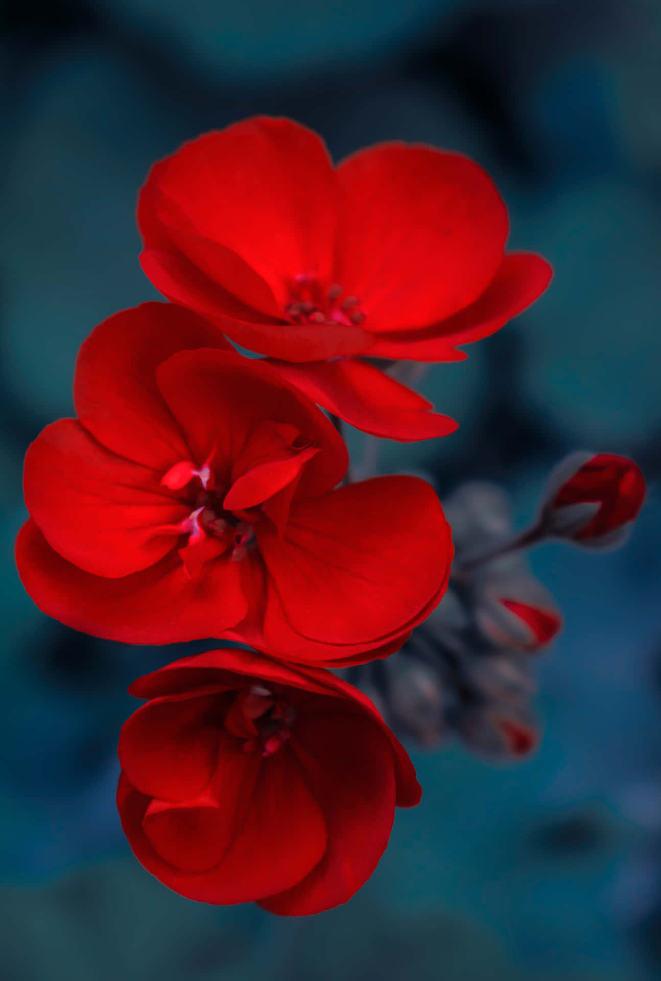 Red Flower Pictures
