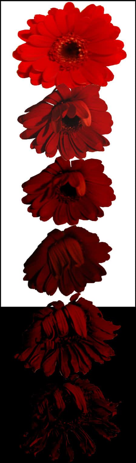 Red Flower Reflection PNG