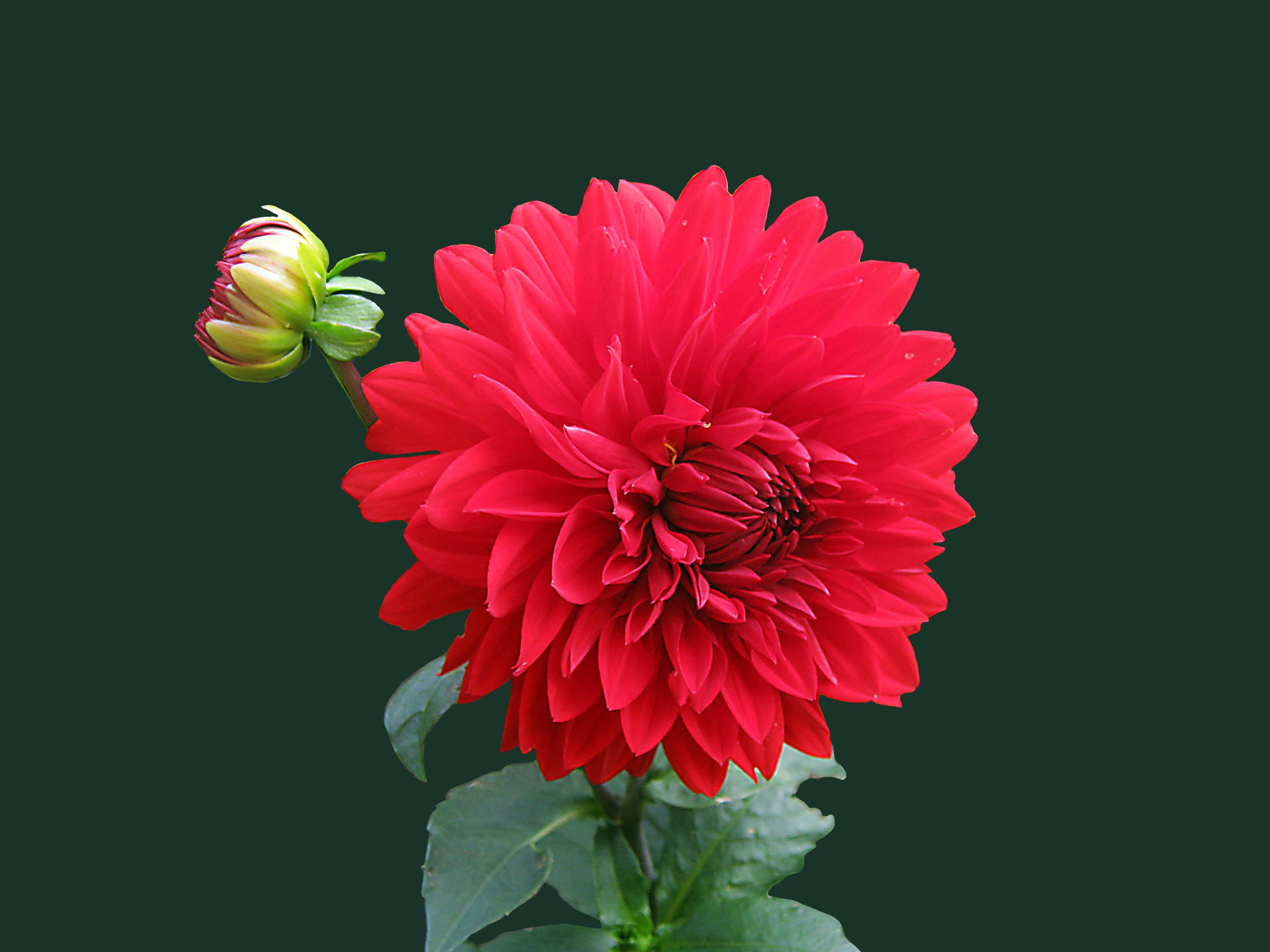 Rød blomst bløde kronblade bedste HD tapet Wallpaper