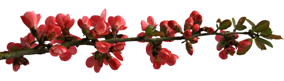 Red Flowering Branch Transparent Background.png PNG