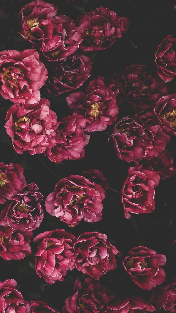 Røde blomster æstetisk iPhone 11 baggrund Wallpaper