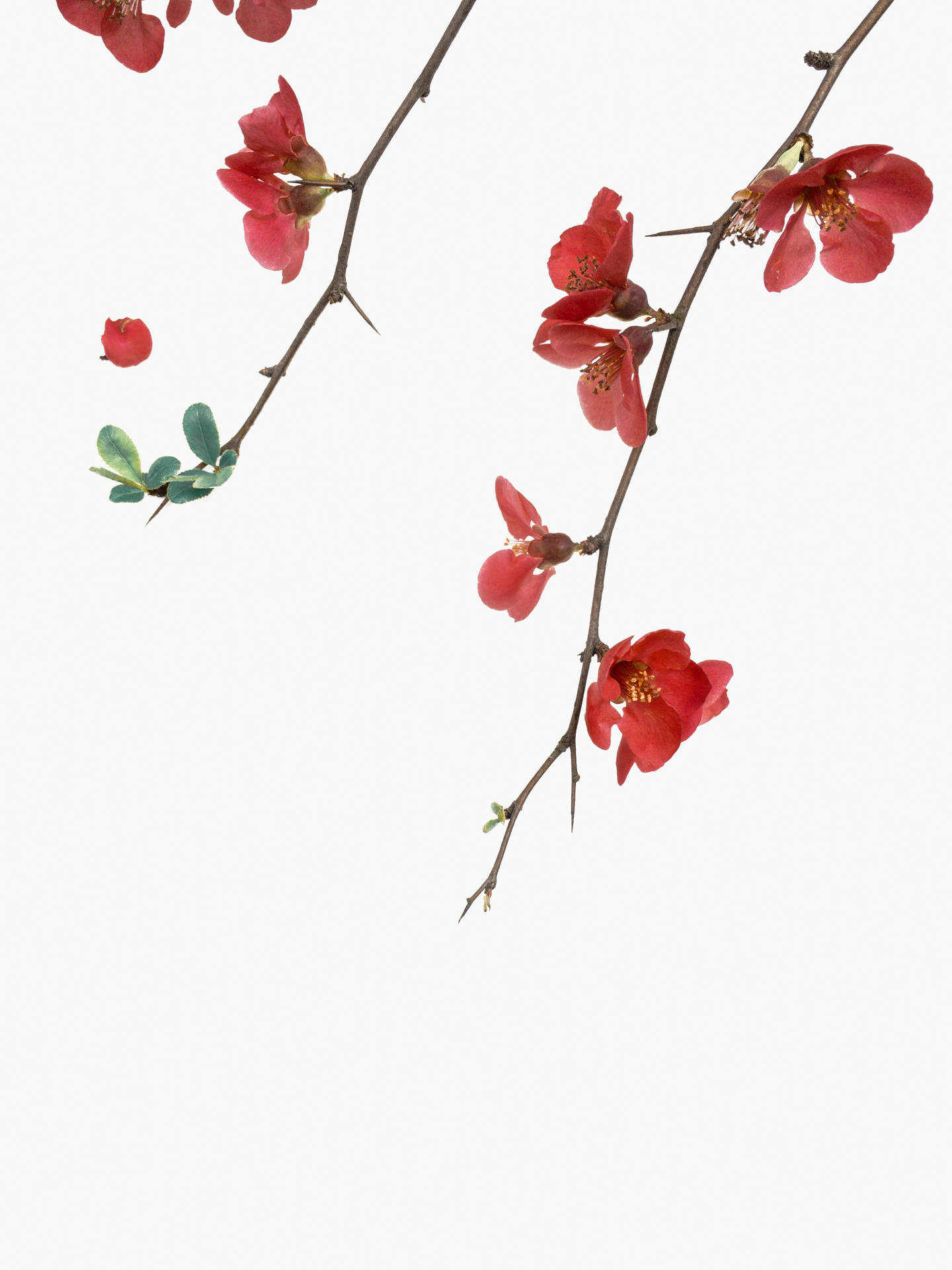 Red Flowers On White Background