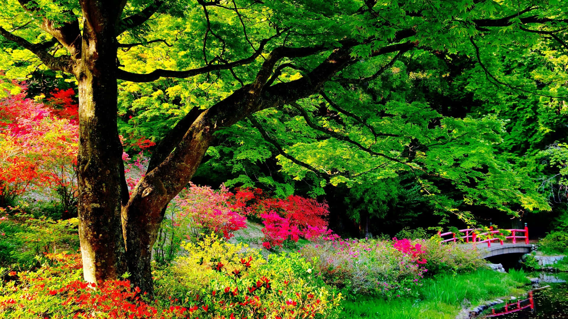 Red Flowers Trees And Shrubs Wallpaper