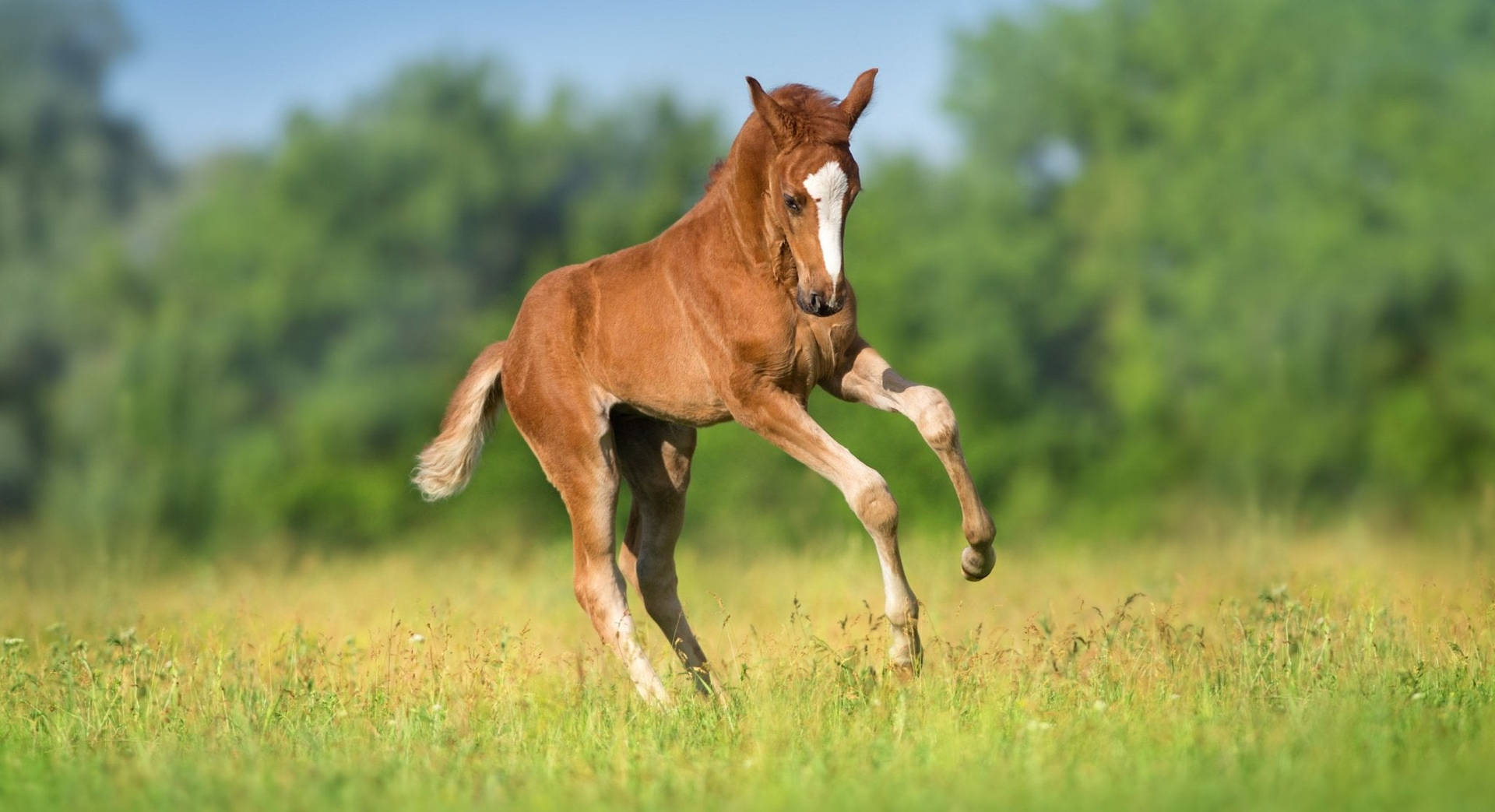 Red Foal Running Free On Spring Field Wallpaper