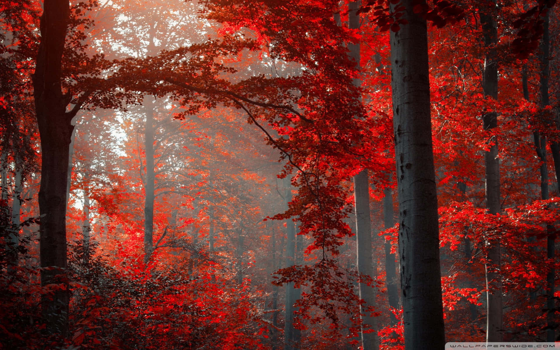 Red Leaves In The Forest Wallpaper