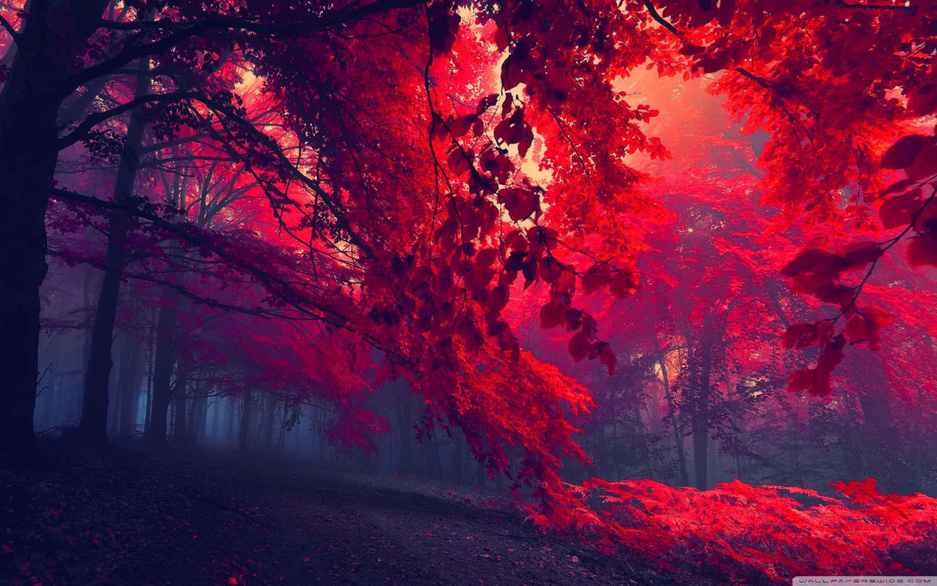 Feel The Majesty of the Red Forest Wallpaper