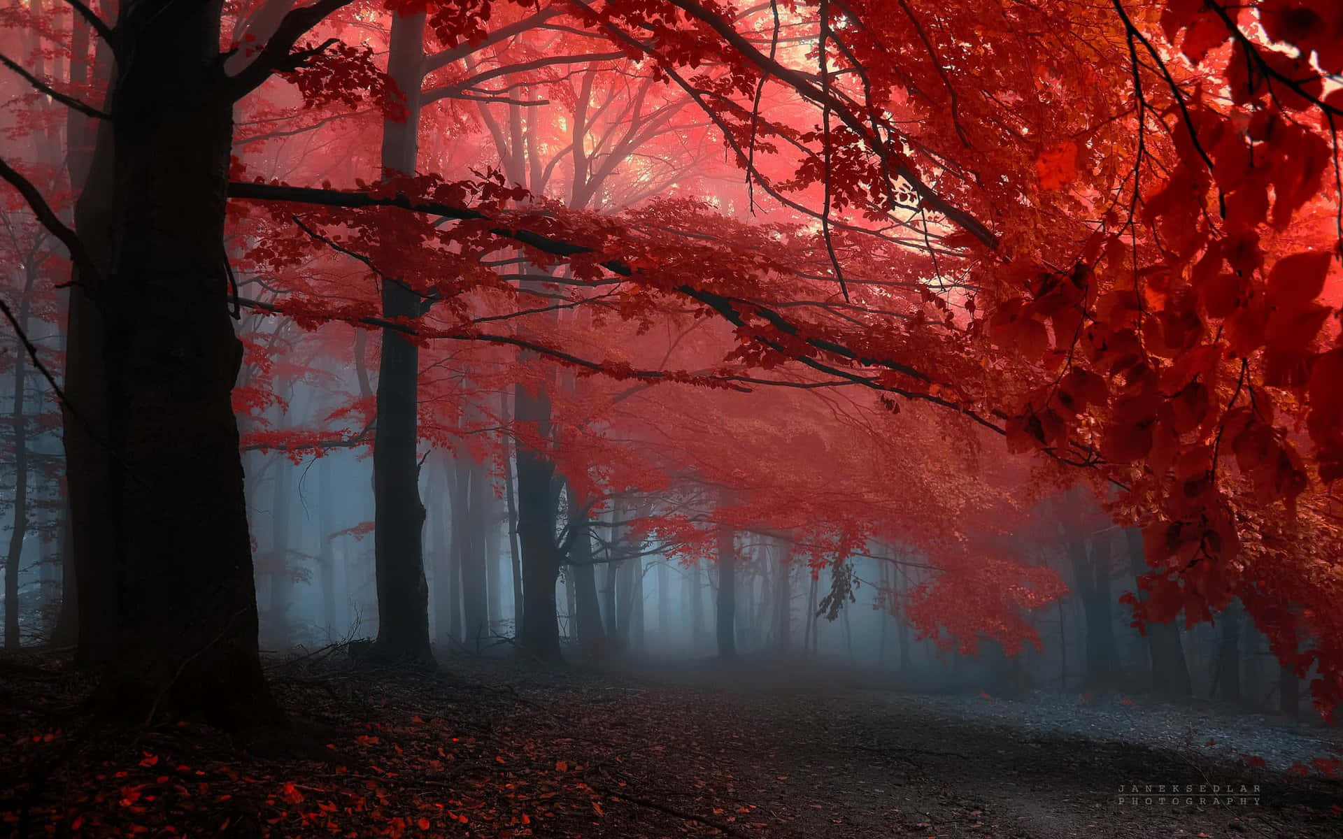 Shining Bright and Vibrant, the Red Forest Beckons Wallpaper