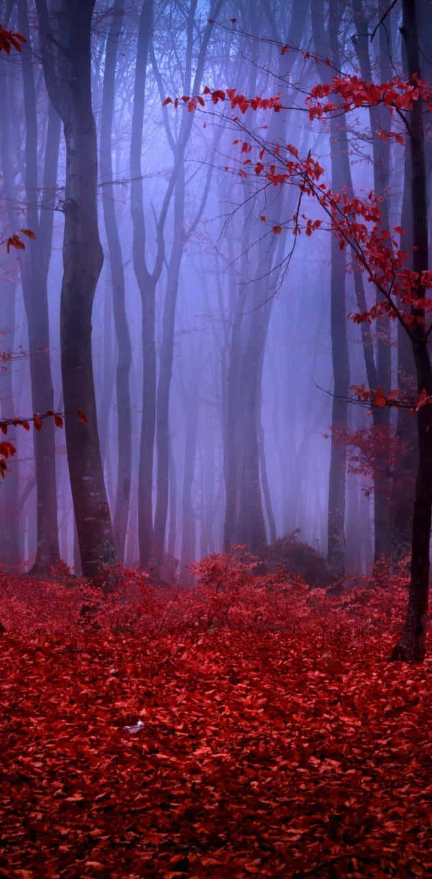 A Vibrant Red Forest in an Autumn Scene Wallpaper