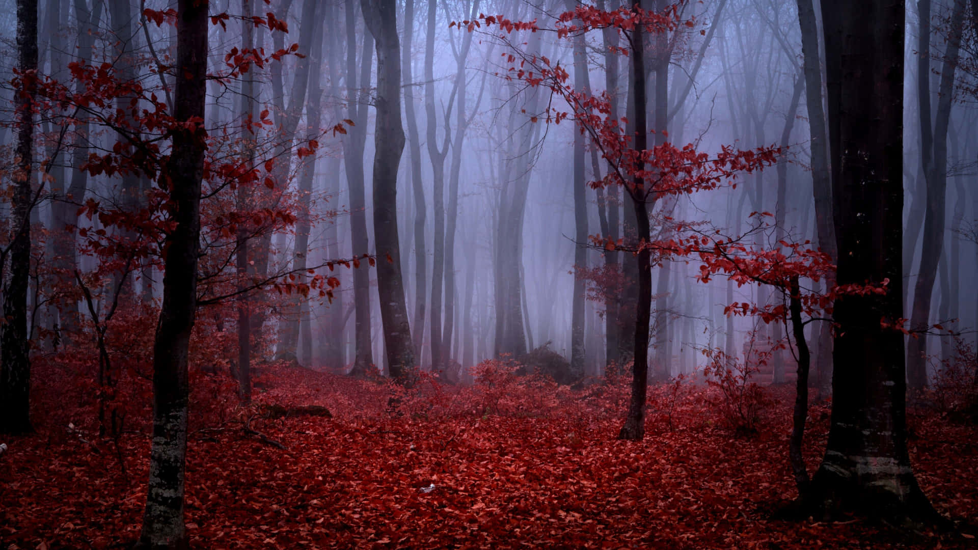 Faiuna Passeggiata Attraverso Questa Vibrante Foresta Rossa Sfondo