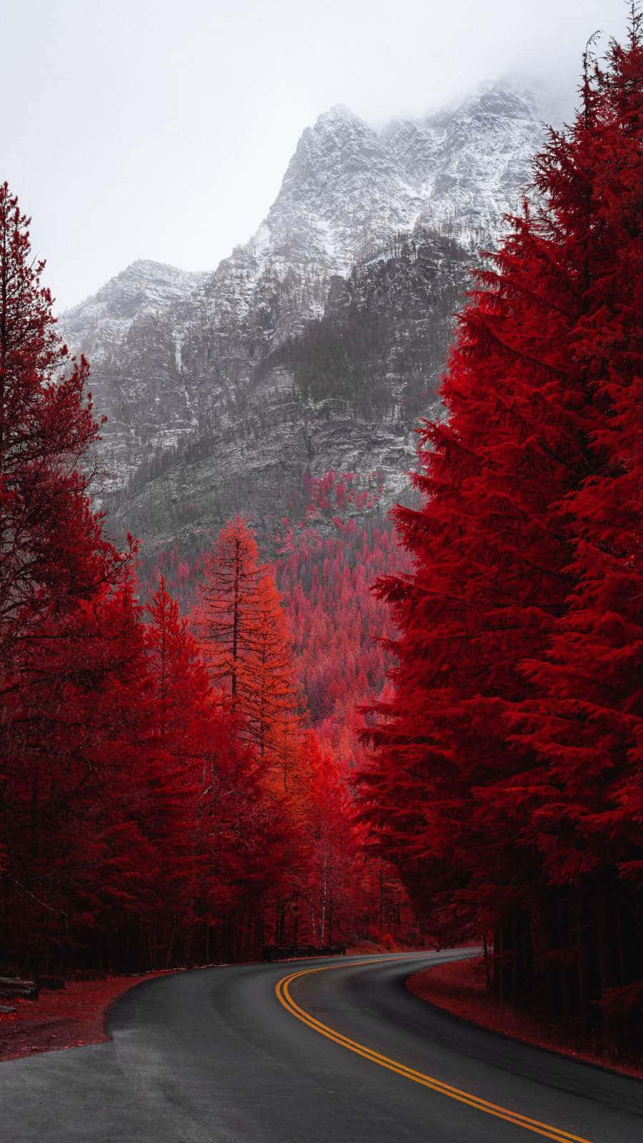 Image  A serene sunset in a magical Red Forest Wallpaper