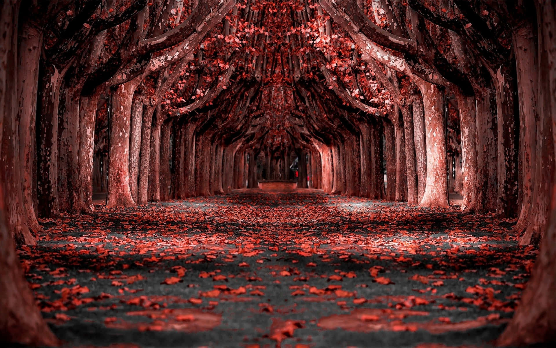 Red Forest Wallpaper  Download to your mobile from PHONEKY