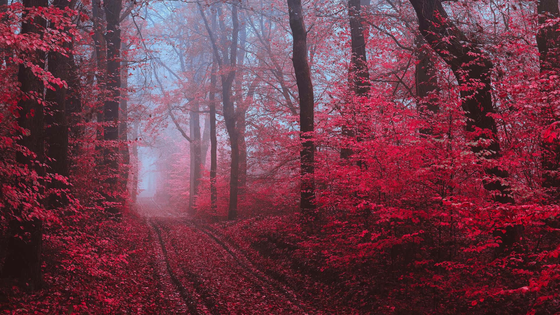 A tranquil red forest landscape in autumn Wallpaper