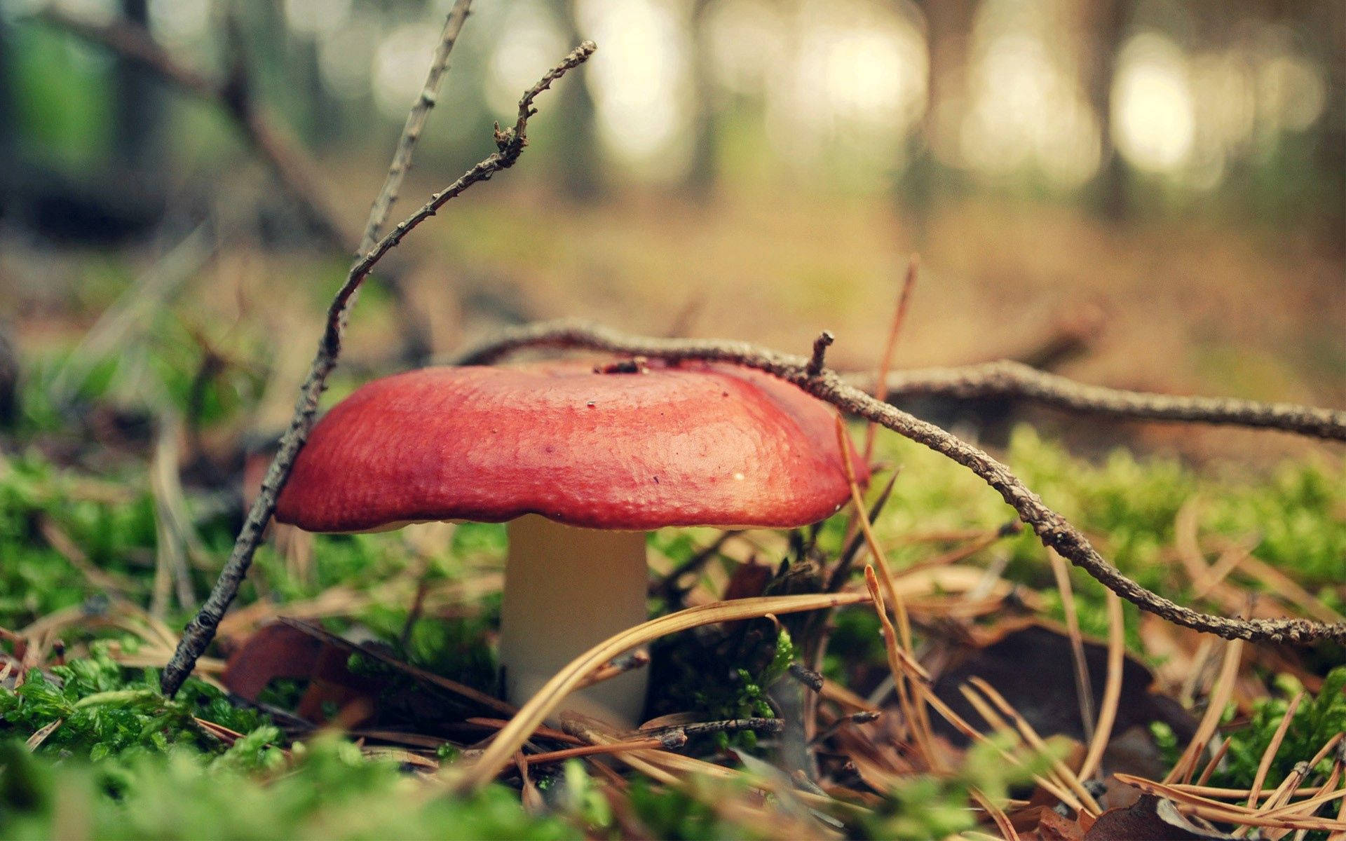 Red Forest Mushroom