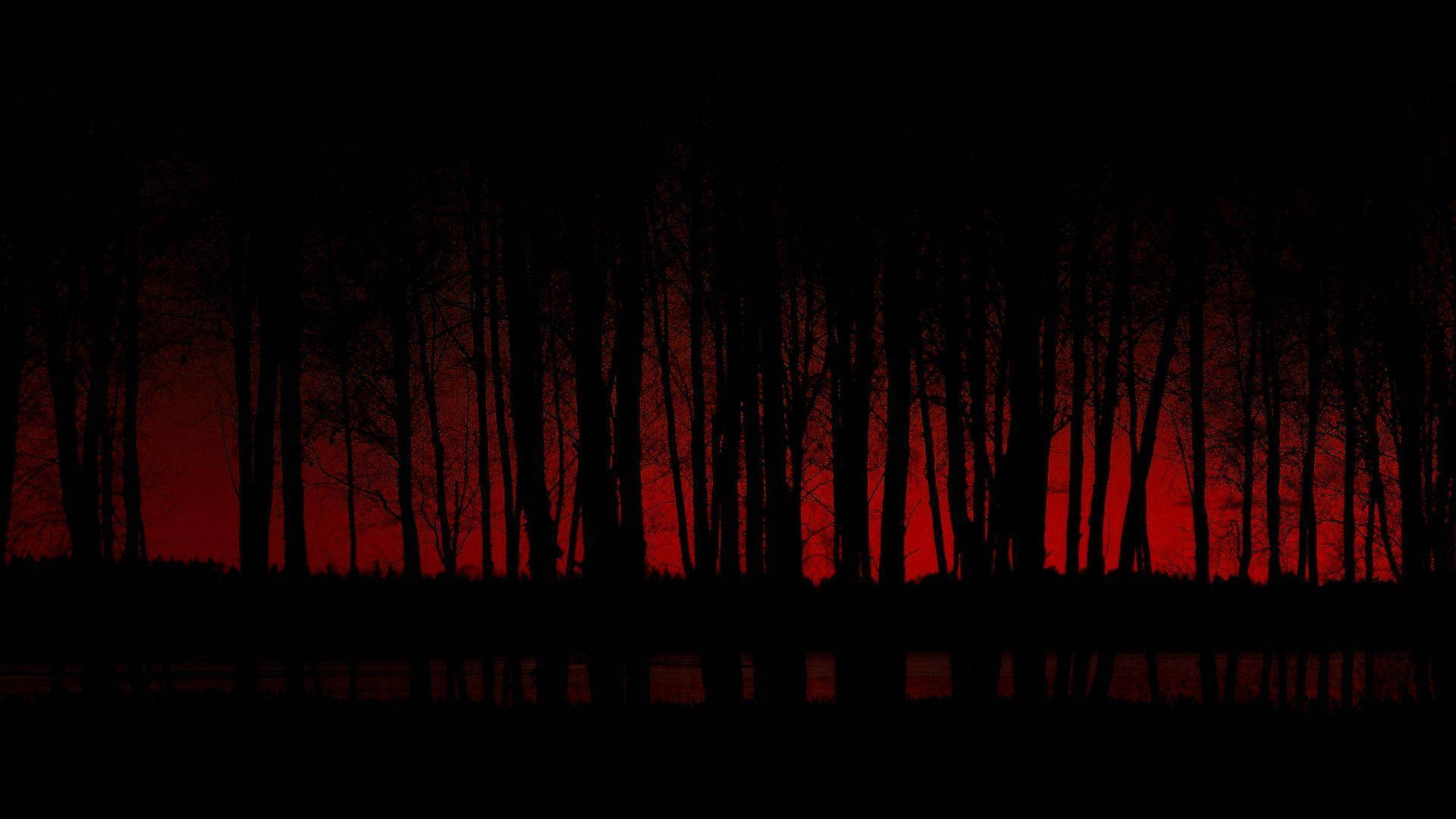Free Dark Forest Wallpaper Downloads, [200+] Dark Forest Wallpapers for  FREE 