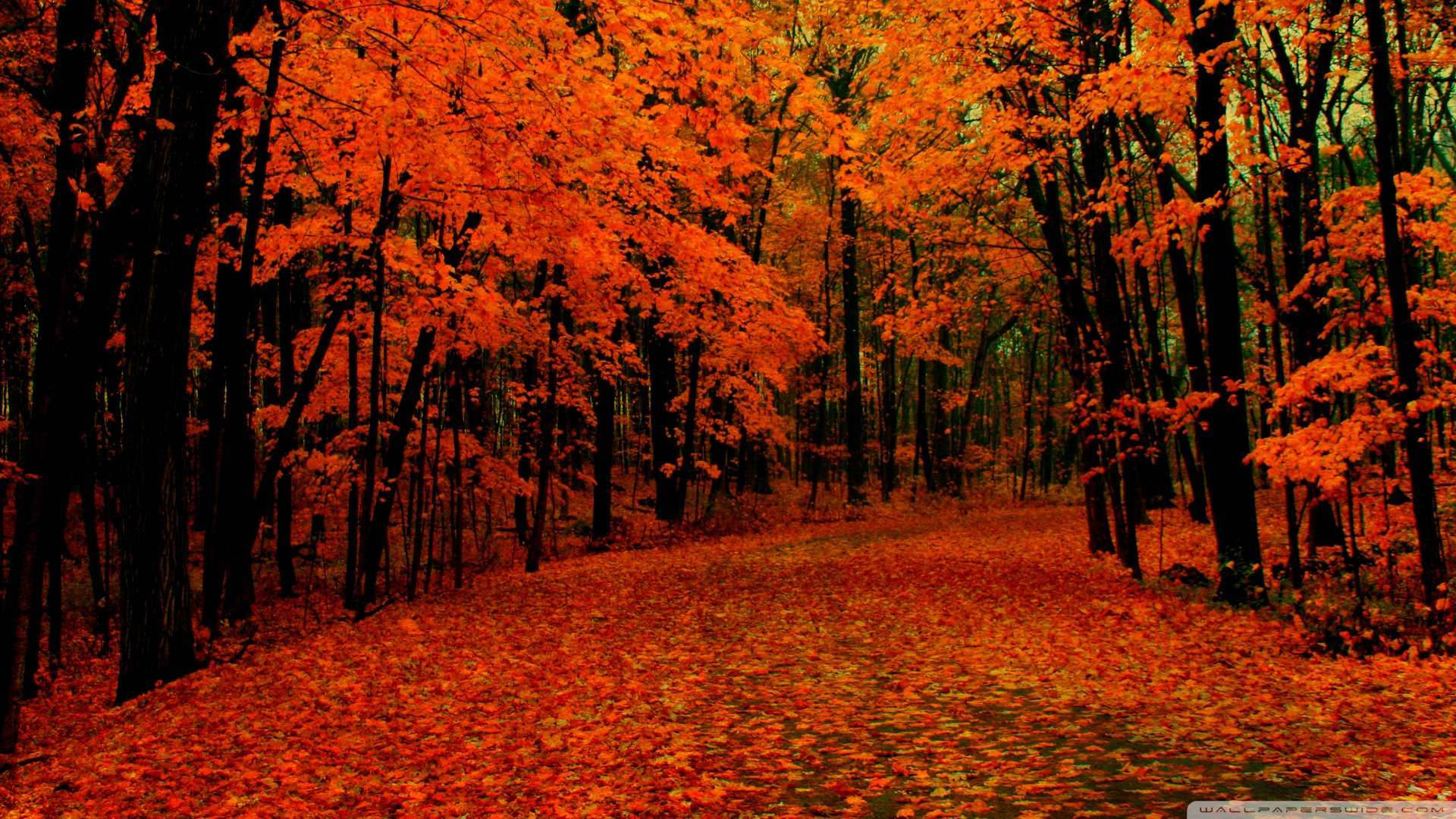 Fall wallpaper of red trees on silent dark forest.