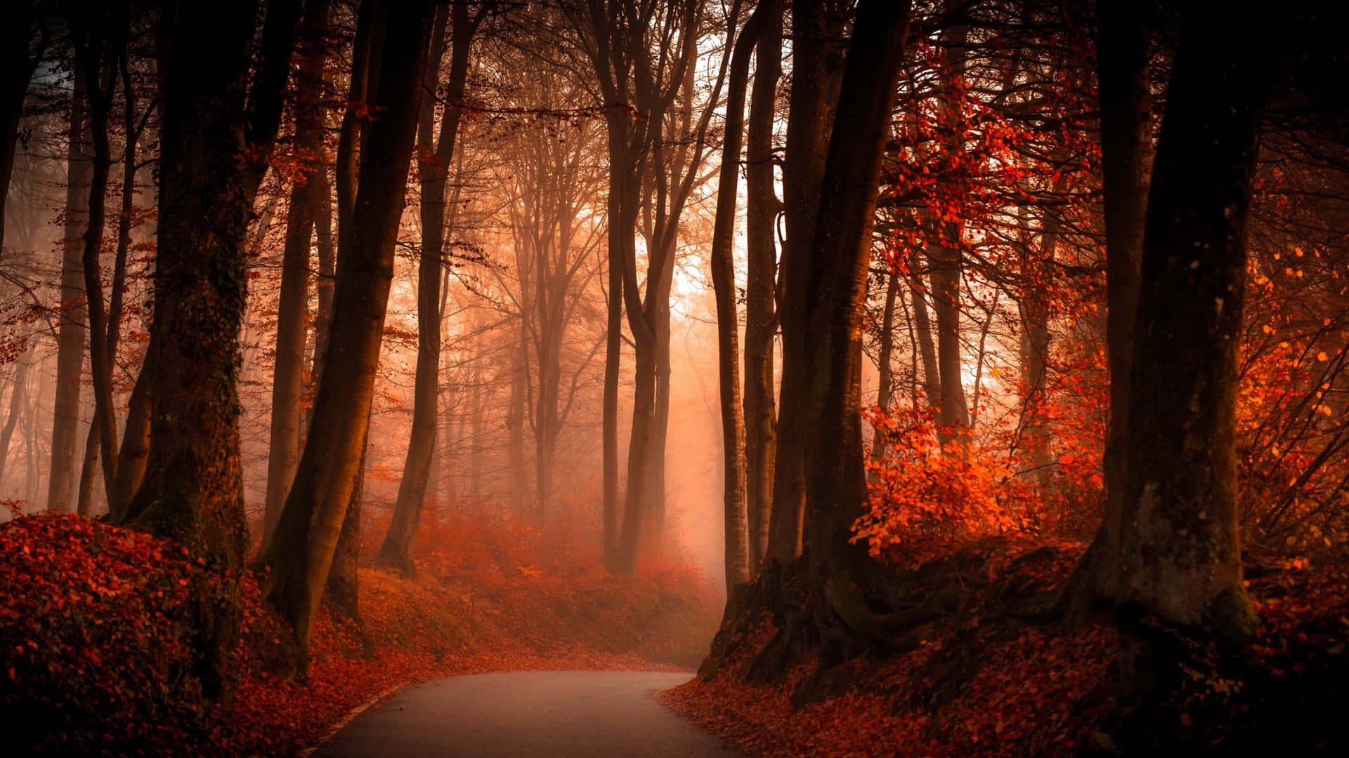 Take a Walk Through the Glowing Red Forest Wallpaper