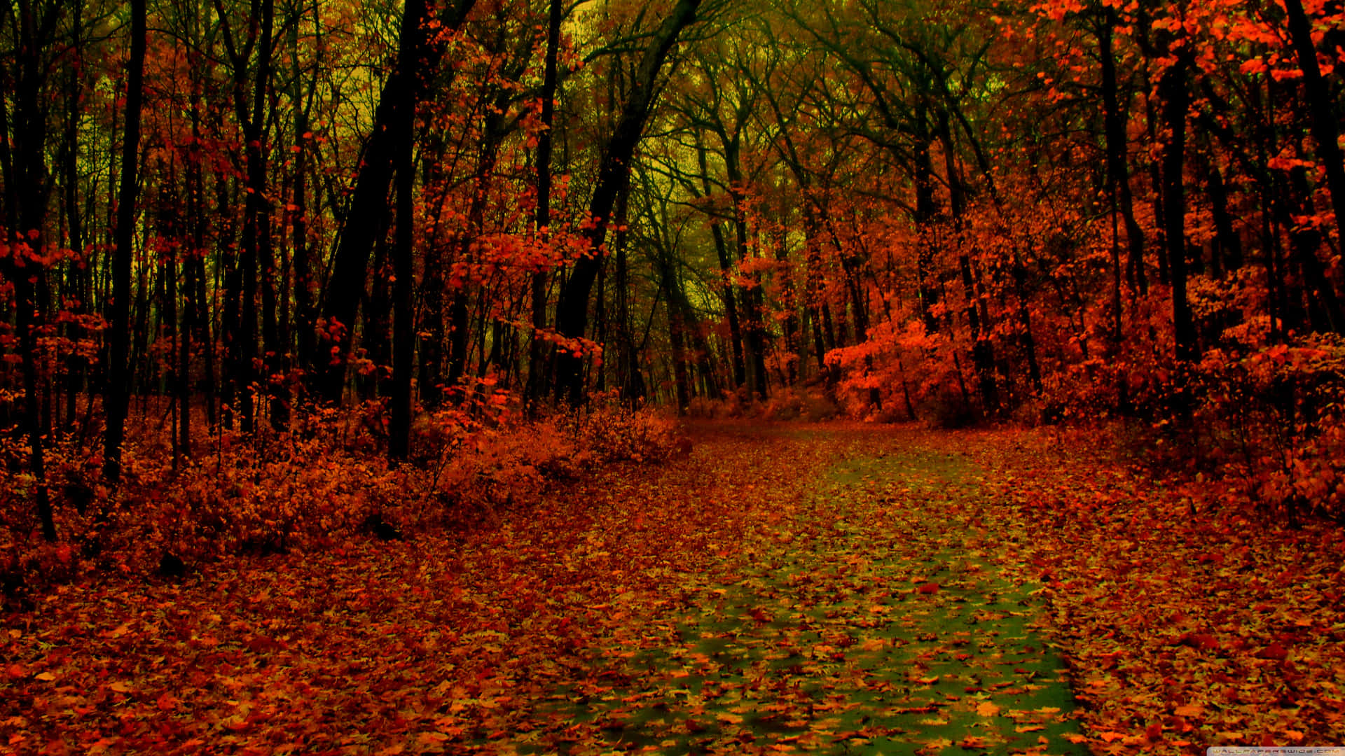 A beautiful red forest with vibrant colors. Wallpaper