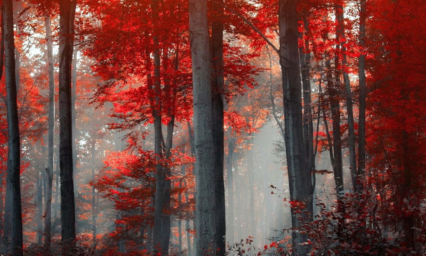 "Experience the tranquility of the Red Forest." Wallpaper